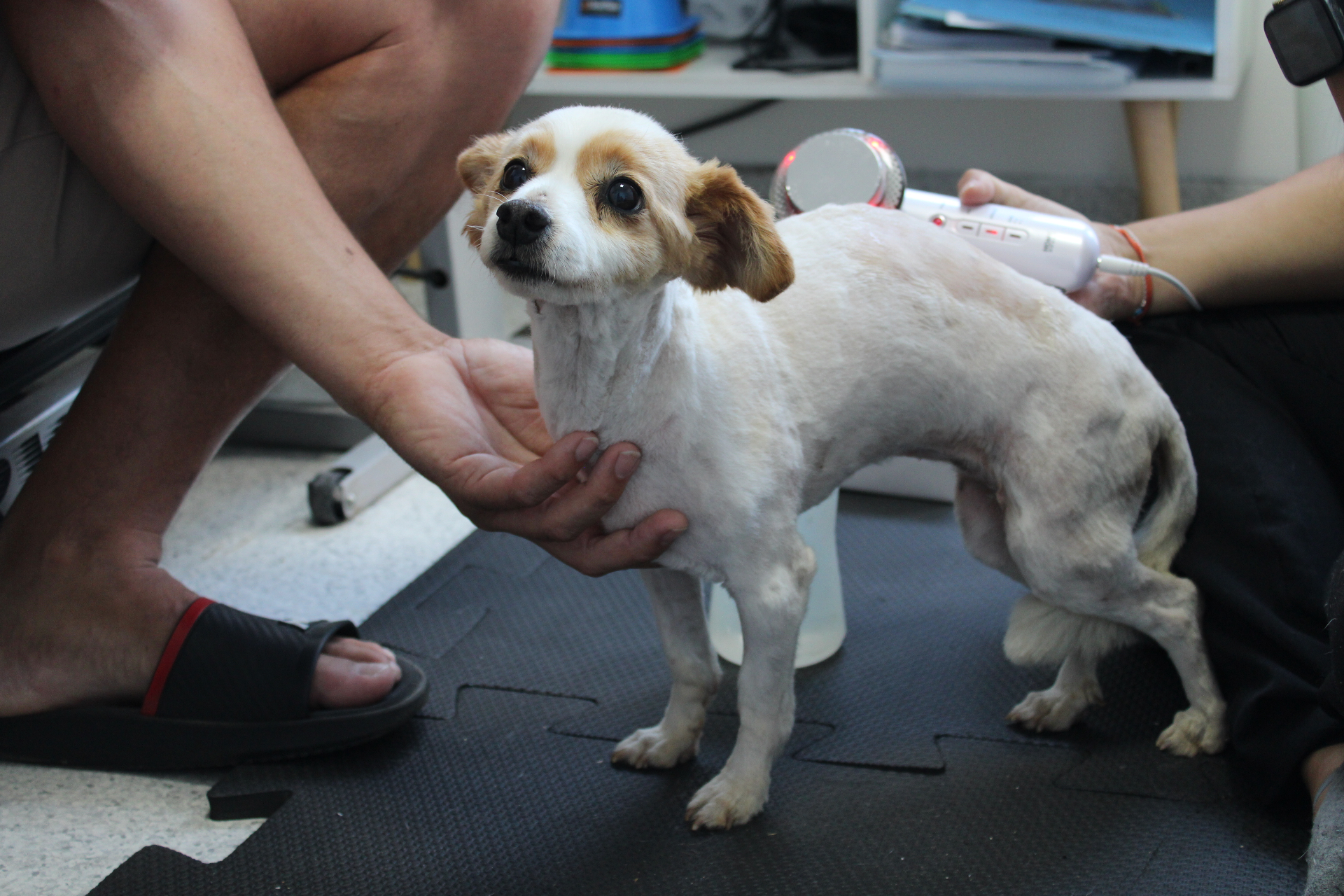 Sessão de fisioterapia veterinária no Hospital Petlândia